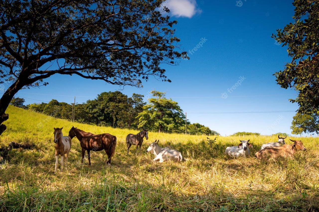 A relação da saúde animal com a sustentabilidade ambiental