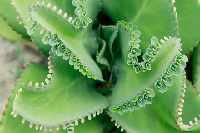 Aranto: para que serve, como usar e efeitos colaterais