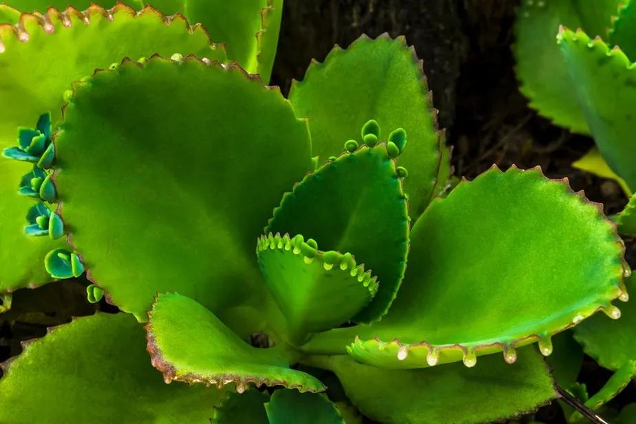 Planta saião: conheça a espécie medicinal que ajuda a combater a gastrite