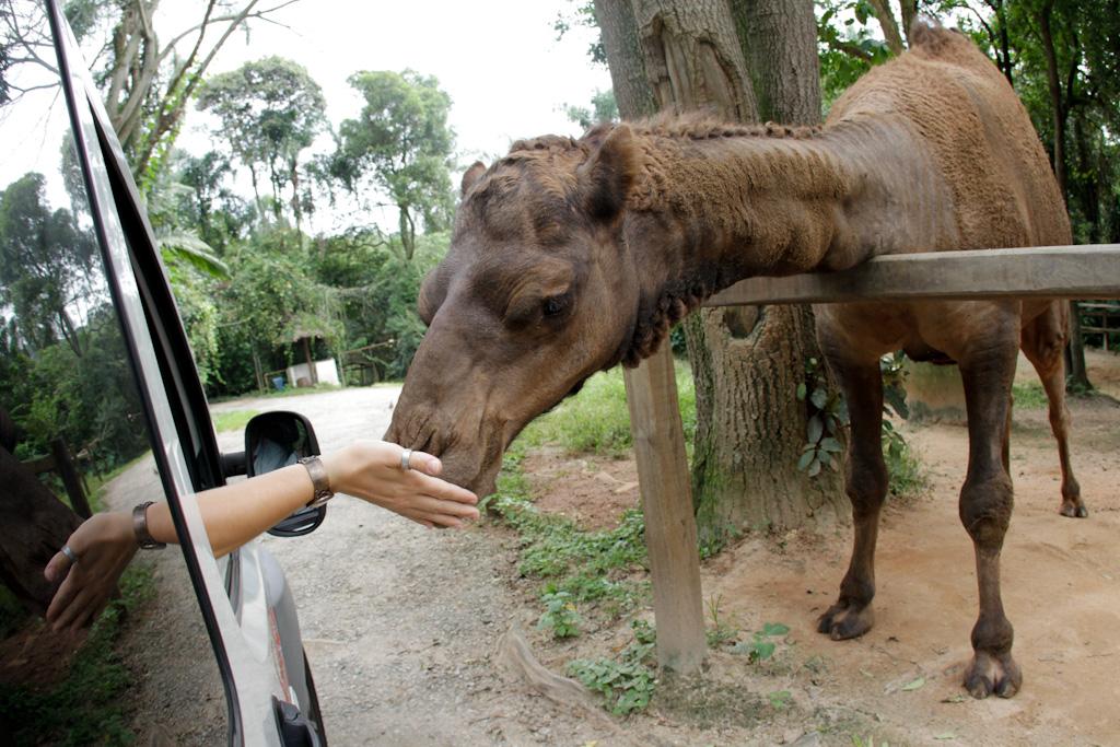 Conheça o Zoo Safari, o antigo Simba dos anos 70