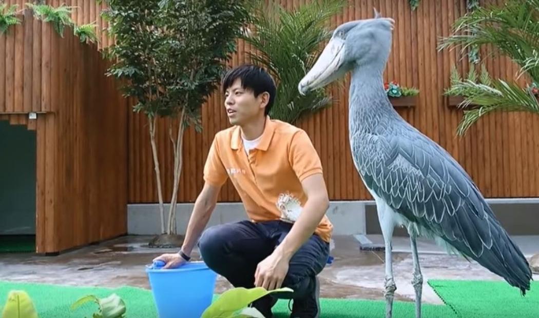 Cegonha-bico-de-sapato: A Misteriosa Caçadora dos Pântanos Africanos. Sim, ela existe