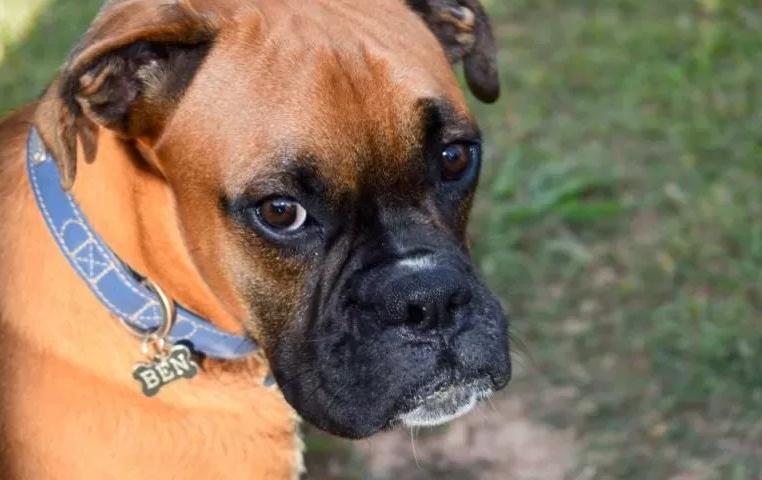 Silenciosos e Sérios: Desvendando os AVCs em Pets