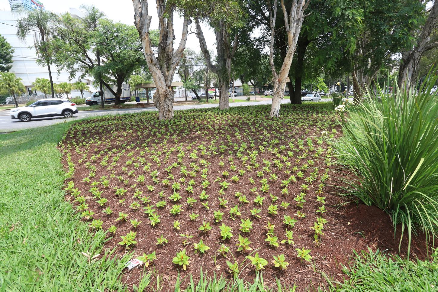 CAMPINAS - Jardins e canteiros da cidade recebem mais de 25 mil exemplares da celósia plumosa anã