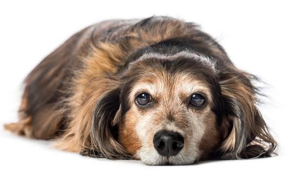 Desvendando os Desafios da Disfunção Cognitiva em Animais de Estimação