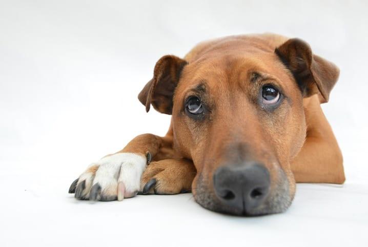 Desvendando os Perigos Invisíveis: A Ameaça das Doenças Transmitidas por Carrapatos