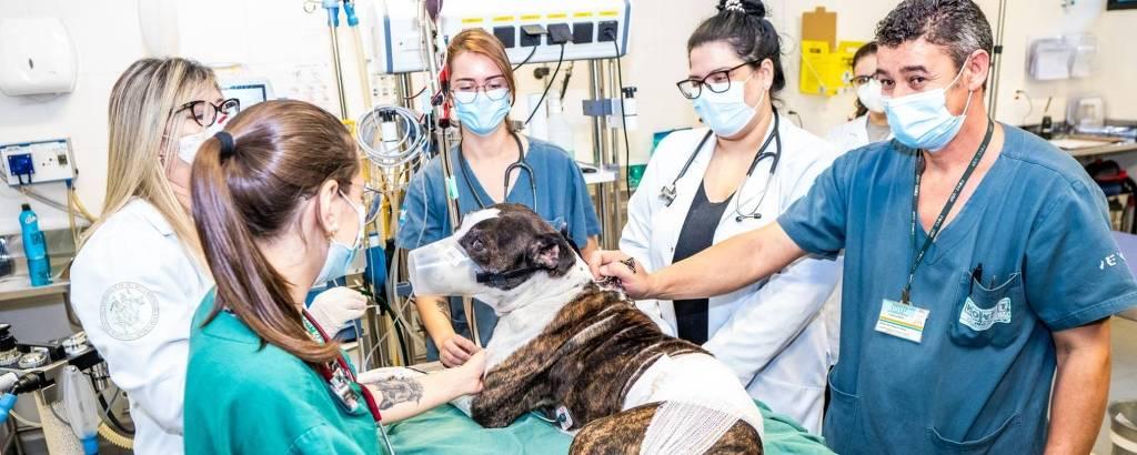 SÃO PAULO - Quatro hospitais veterinários públicos prestam atendimento gratuito na cidade
