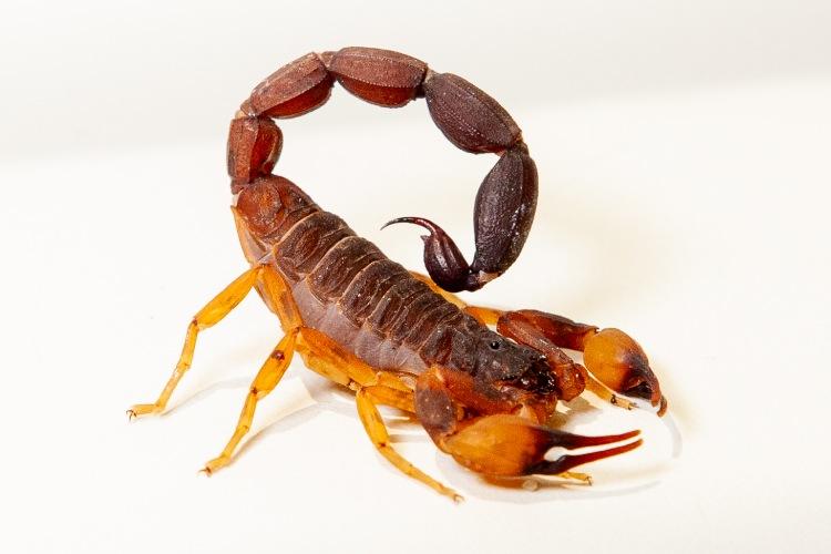 SÃO PAULO - Veja dicas do Butantan para prevenir o aparecimento de escorpiões em casa