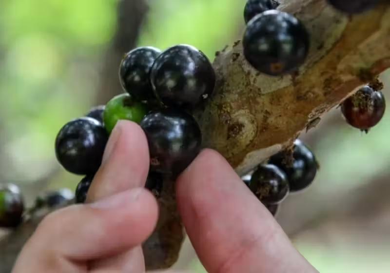 Sai ranking das melhores frutas do mundo; 3 são brasileiras