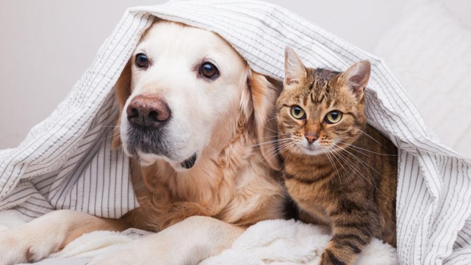 SÃO PAULO - Capital disponibiliza agendamento para castração gratuita de cães e gatos