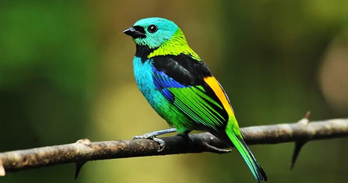 CARAGUATATUBA - Saíra-sete-cores é escolhida como ave símbolo de Caraguatatuba