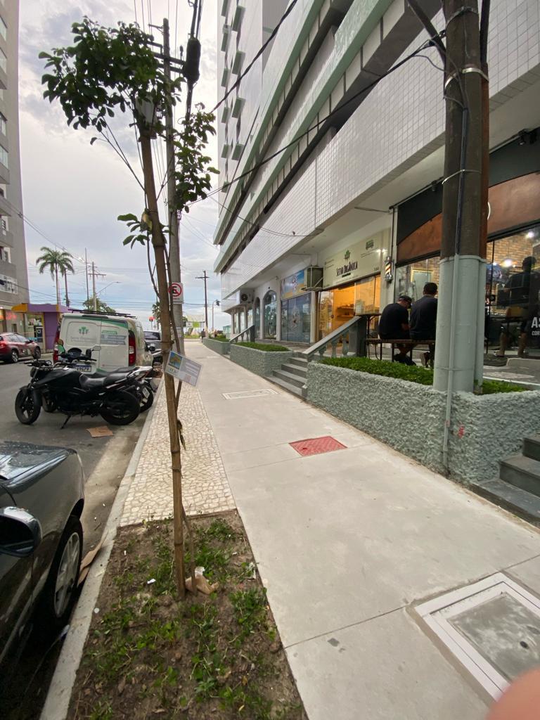 SANTOS - Em fase final de revitalização, Rua Trabulsi, em Santos, recebe plantio de ipês-amarelos