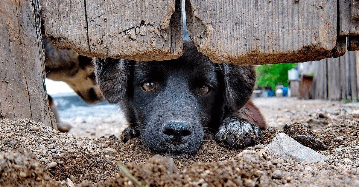SOROCABA - Lei obriga estabelecimentos veterinários a comunicarem casos de maus-tratos em Sorocaba