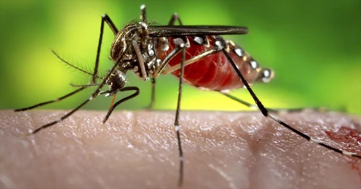 SÃO PAULO - Governo de SP avança com operações interestaduais de combate à dengue