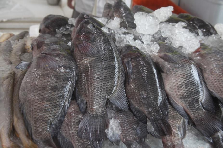 SANTOS - Sexta-feira Santa terá 11 pontos de venda de pescados em Santos