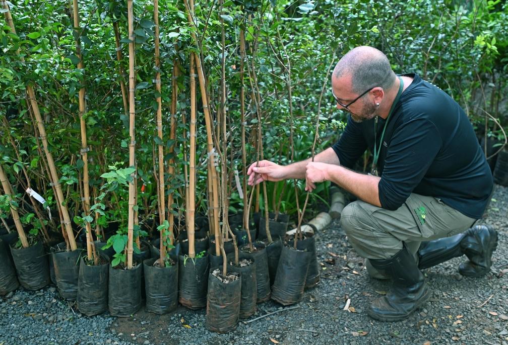 CAMPINAS - Mata de Santa Genebra começa doação de mudas para os cidadãos de Campinas