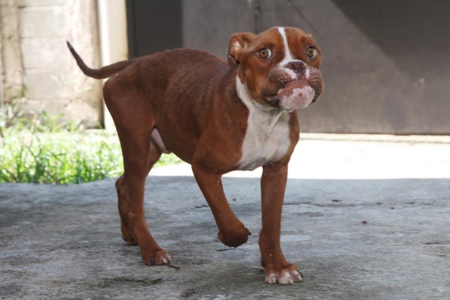 SANTOS - Abril Laranja: Santos age e pede reflexão na prevenção contra a crueldade animal