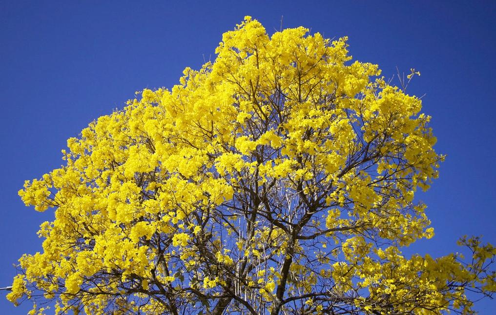 SANTOS - Ruas da Zona Noroeste de Santos começam a ganhar mudas de ipê amarelo