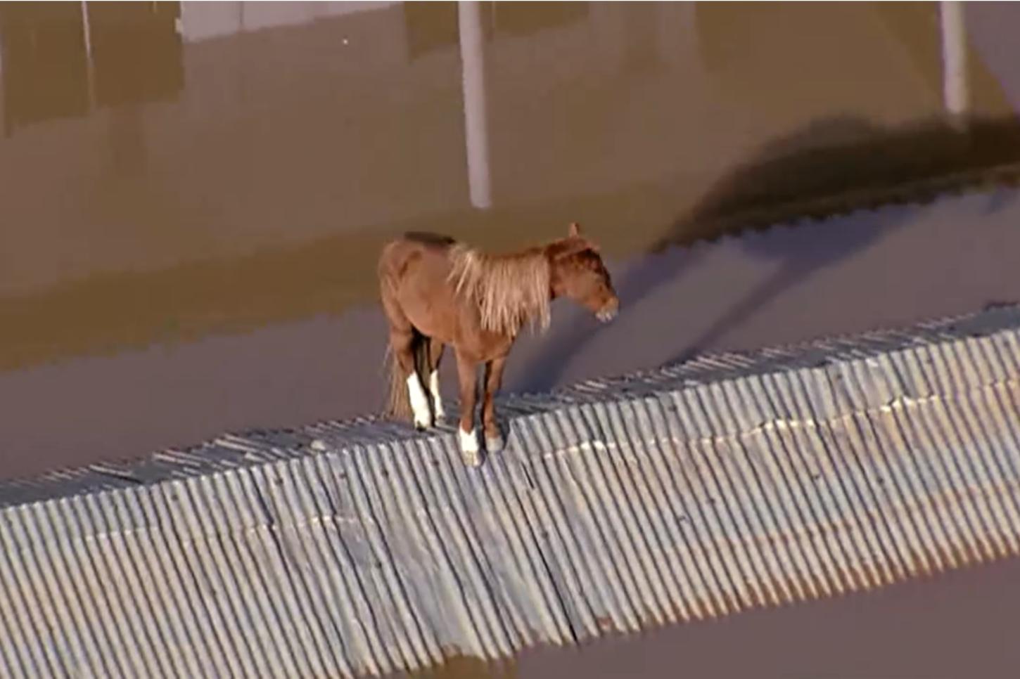 Veterinário de Sorocaba detalha resgate do cavalo Caramelo no Rio Grande do Sul: 'Anestesia geral intravenosa nele'