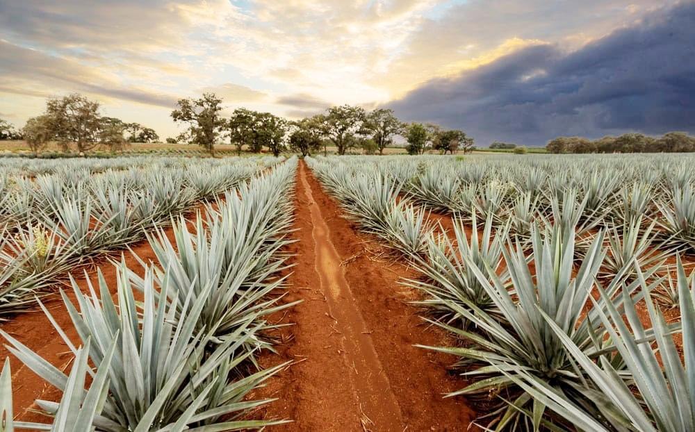 Cientistas brasileiros encontram nova forma de produzir etanol