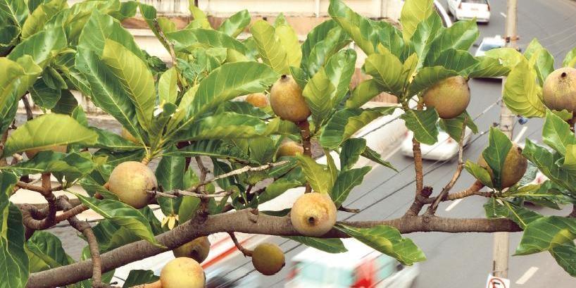 Cidades Frutíferas: Para Transformar Espaços Urbanos com Simplicidade e Sustentabilidade em Sorocaba