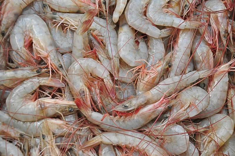 Festival do Camarão Cinza oferece descontos e qualidade no Mercado de Peixes de Santos
