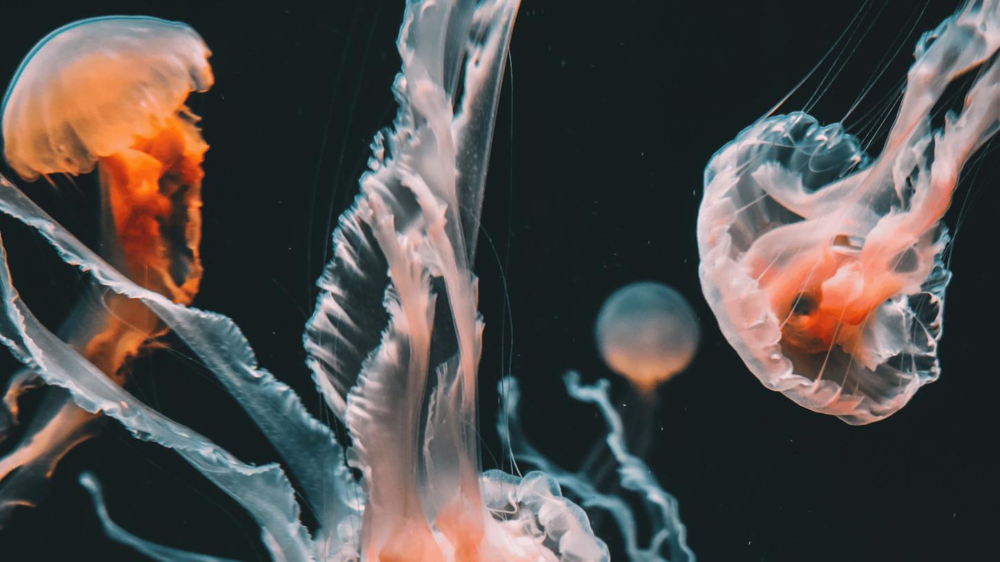 Encontro com o Gigante dos Mares: Água-Viva Rara é Flagrada no Litoral Paulista