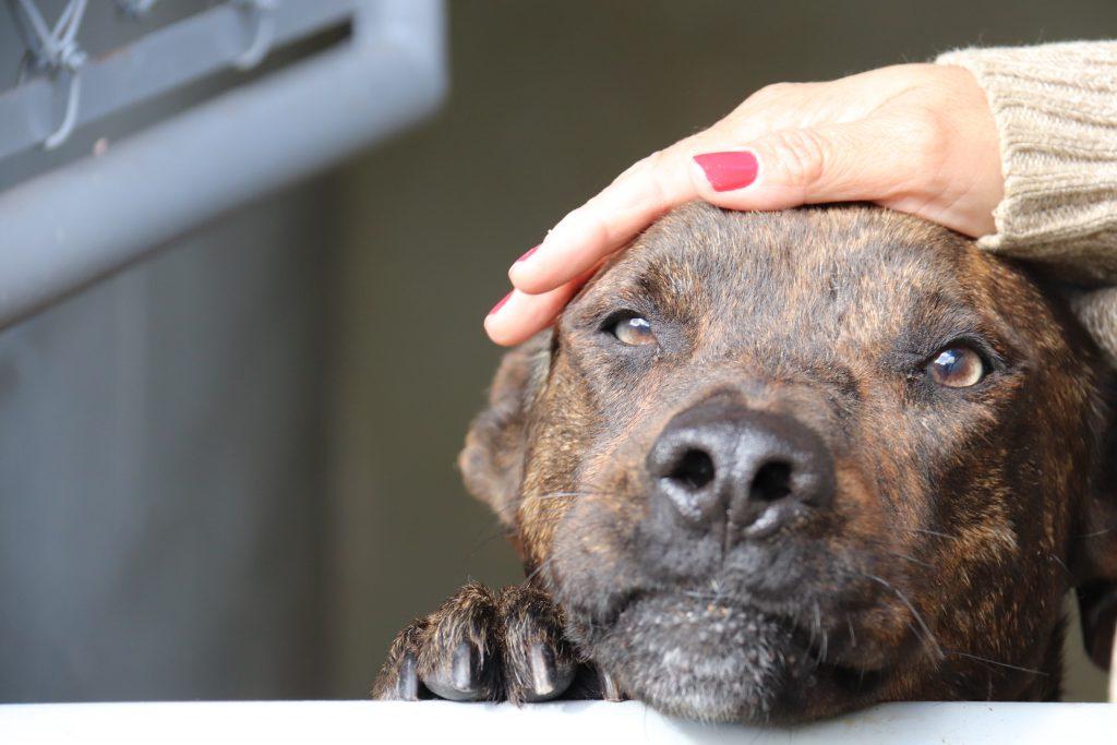 Prefeitura de Sorocaba recebe inscrições de ONGs para vagas do Conselho Municipal de Proteção e Bem-Estar Animal