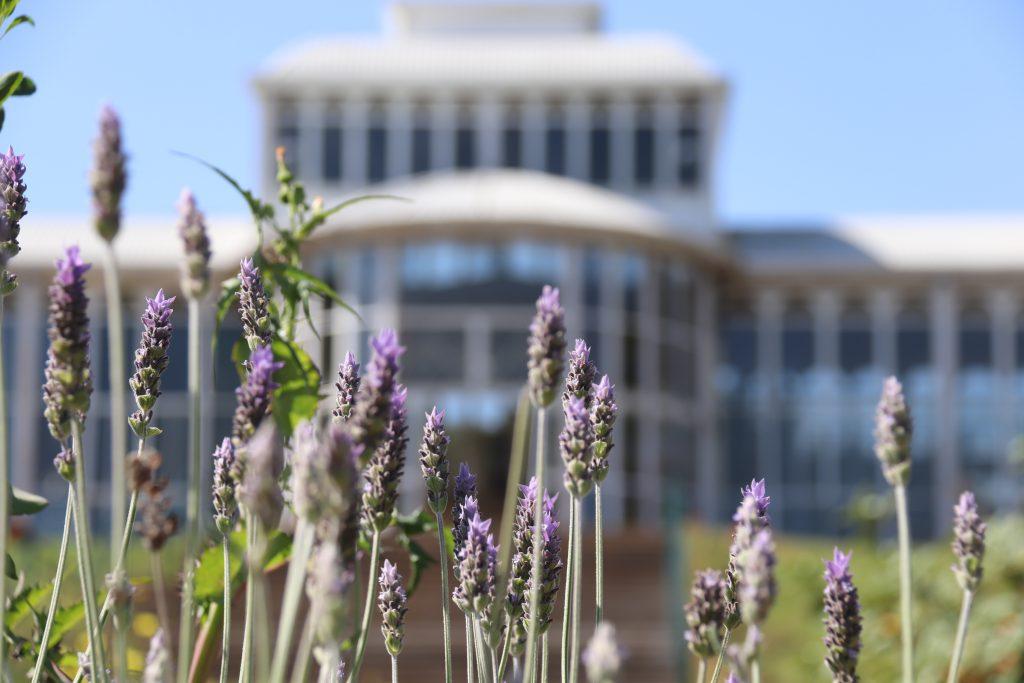Curso gratuito de produção de mudas de hortaliças será oferecido no Jardim Botânico de Sorocaba