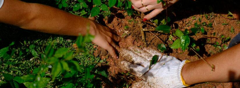 Projeto Arborizar une educação ambiental e plantio de árvores nativas em Caraguatatuba