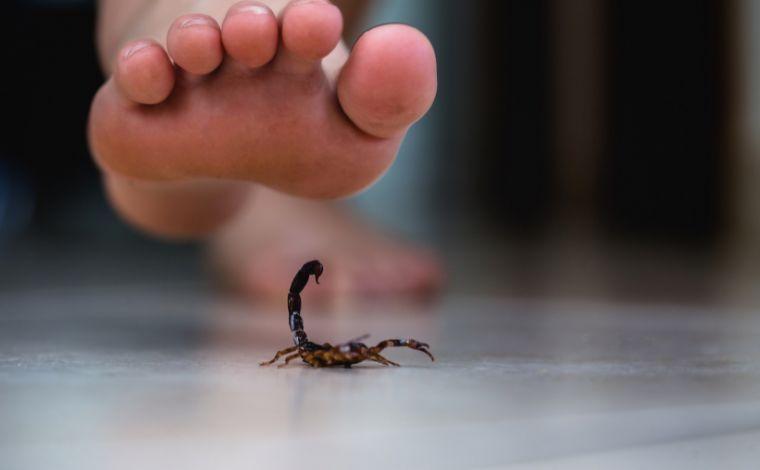 Escorpiões invadem o Jardim Simus e colocam em alerta moradores e autoridades