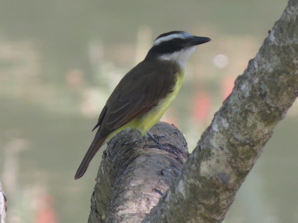 Encontro do Coaves Kids terá passarinhada e plantio no bairro Júlio de Mesquita Filho no dia 20 de setembro