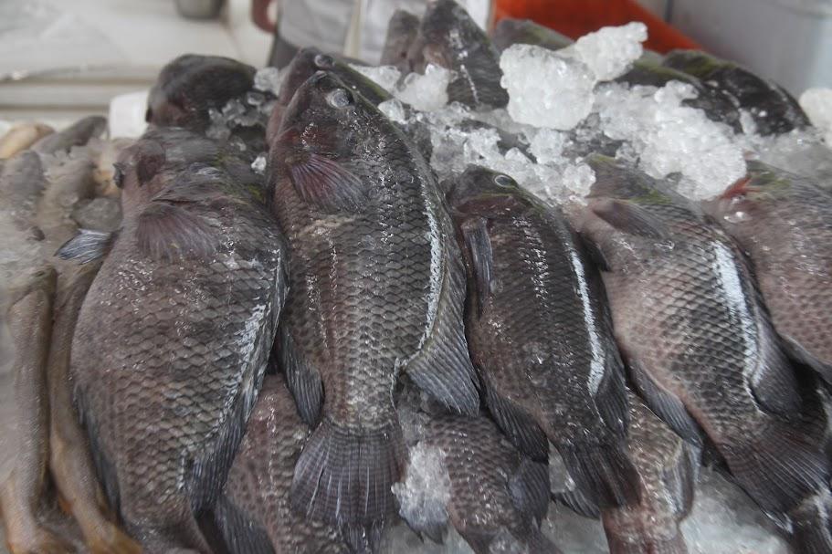 Mercado de Peixes de Santos oferece festival de descontos na tilápia