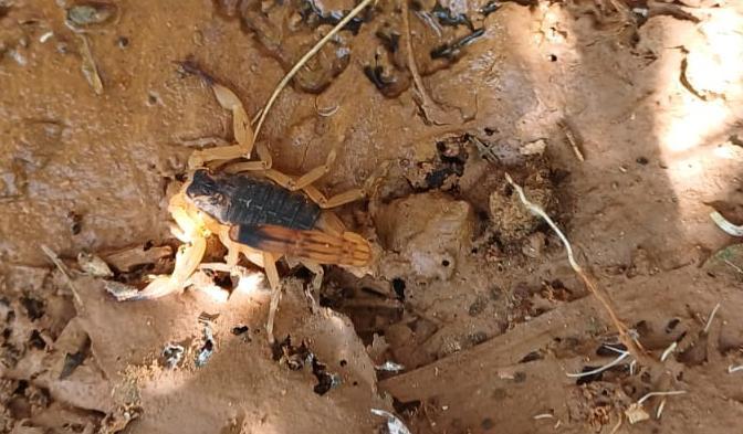 .Durfante o mutirão foram encontrados vários escorpiões, o que indica proliferação devido também ao lixo acumulado