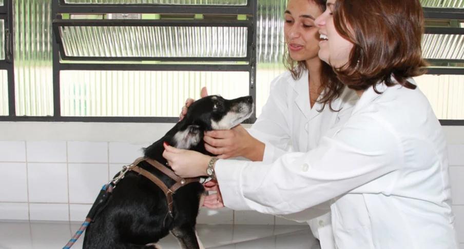Presenciou uma violência contra animais? Saiba como denunciar