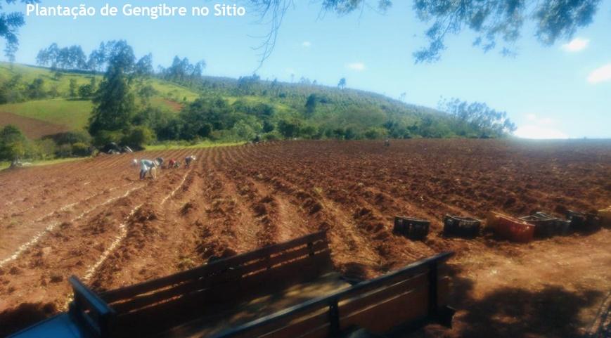 40% da área total é agricultável e tratorável, com histórico recente de cultivo do aclamado gengibre local, sendo também ideal para pecuária ou projetos sustentáveis.