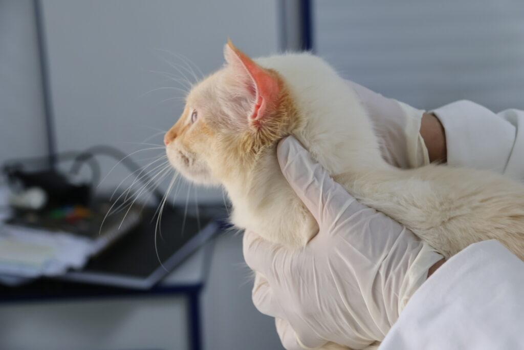 Consultório Veterinário Móvel atenderá no Central Parque na próxima semana