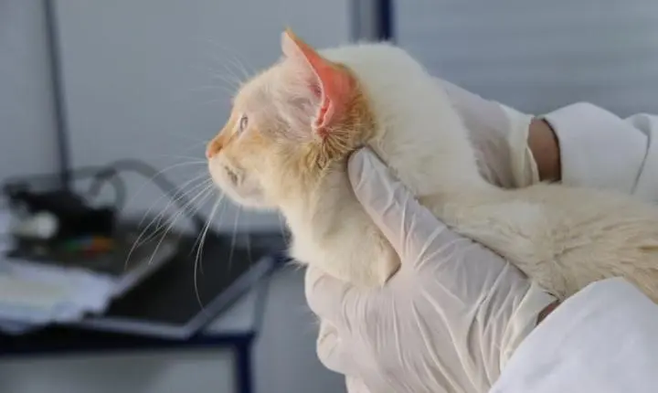 Consultório Veterinário Móvel atenderá no Central Parque na próxima semana