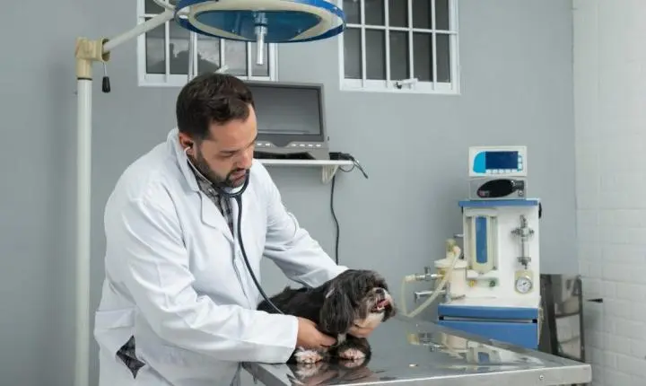 Mutirões do Pro Pet SP avançam no interior com castração gratuita de cães e gatos 