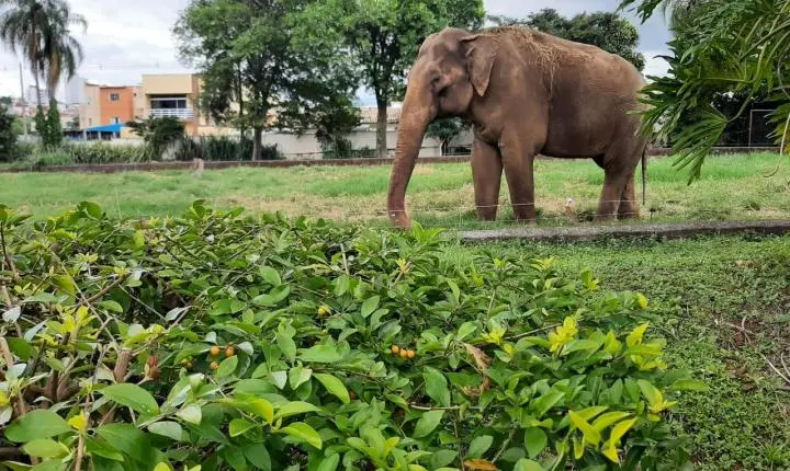 Preparação para transferência do elefante Sandro do Zoológico de Sorocaba para Santuário tem início
