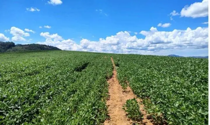 Oportunidade Rara em Serra Negra: Fazenda com 488 Hectares Une Alta Produtividade e Charme Colonial