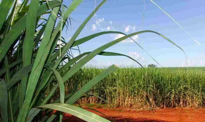 ORPLANA defende políticas públicas para produtores independentes de cana-de-açúcar de todo o país